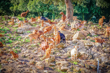 Herd of goats feeding on a sloping terrain