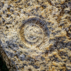 Fossilized ammonite on a rock in Torcal de Antequera © cribea