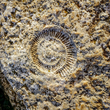 Fossilized ammonite on a rock in Torcal de Antequera