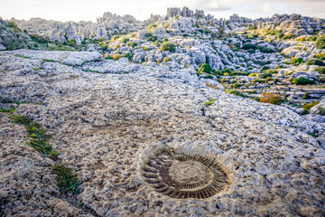 Fossilized ammonite on a rock in Torcal de Antequera