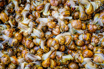 Small snails ready to be cooked