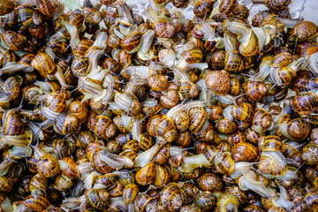Small snails ready to be cooked