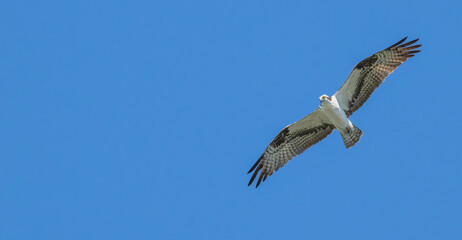Osprey in flight against a blue sky.