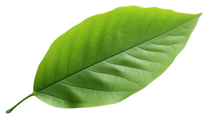 Obraz premium PNG Green leaf plant white background freshness.