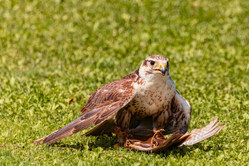 Falco biarmicus, lanner falcon, shielding its prey on a sunny day in summer