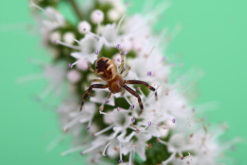 Napoleon spider on mint flowers (Synema globosum)