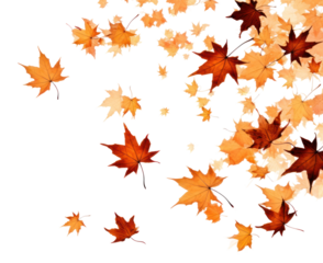 PNG Maple leaves fall backgrounds plant leaf.