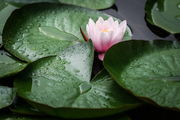 Seerose I © Josef Zingg