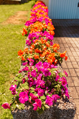 Beautiful flowers on a sunny day in summer