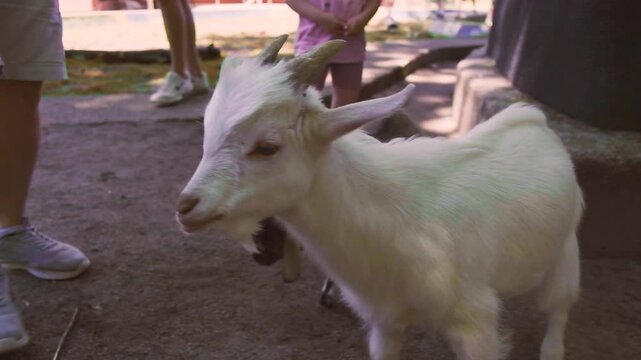 Goats in the contact zoo, children feed the animals. Kaliningrad, Russia - 18 June 2024