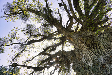 bottom view of old tree canopy in spring time