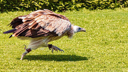 Gyps himalayensis, himalayan griffon vulture, running over a lawn on a sunny day in summer