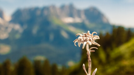 Leontopodium alpinum, Edelweiss, with Mount Wilder Kaiser in the background, Going, Kitzbuehel,...