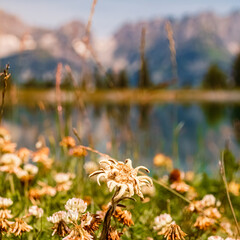 Leontopodium nivale, edelweiss, with Mount Wilder Kaiser in the background on a sunny day in summer