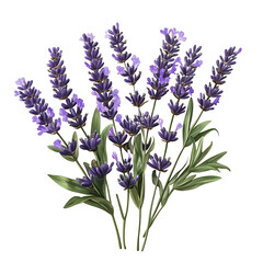 Fototapeta premium flowers isolated on white