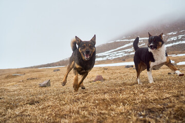 Two dogs running through a rocky and snowy landscape in the Caucasus mountains. Winter in the remote villages of Georgia.