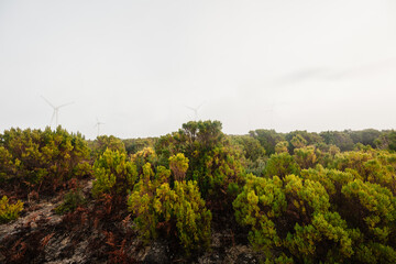 Wind generators in the mountain misty field over the clouds. Madeira island