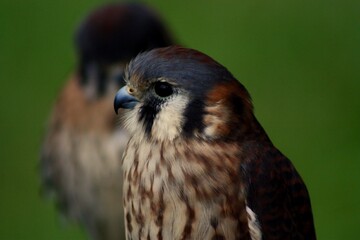 kestrel
