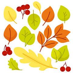 Set of autumn leaves and berries