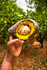 A hand holding a half-eaten avocado by birds