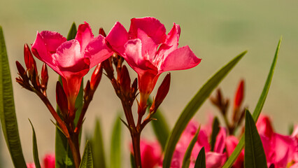 Nerium oleander, rosebay, on a sunny day in summer at Therme Bad Griesbach, Bavaria, Germany