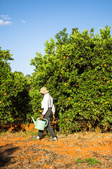 Fototapeta premium A young black woman harvesting oranges in an orchard
