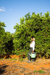 A young black woman harvesting oranges in an orchard