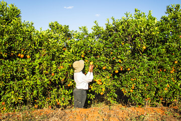 A young black woman harvesting oranges in an orchard