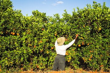 A young black woman harvesting oranges in an orchard