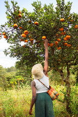 A young black woman harvesting oranges in an orchard