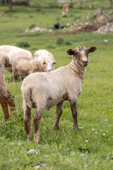 sheep graze in the meadow