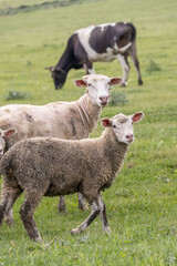 sheep graze in the meadow