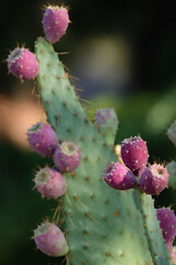 Close up of Prickly pear cactus with ripe prickly pear fruit in the morning sun