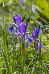 Blue irises bloom in the foothills of the Caucasus