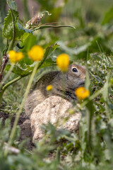 Gopher with yellow flowers in the meadow