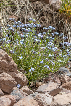 Blue wildflowers - forget-me-nots bloom