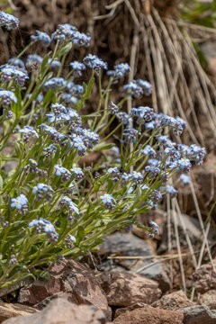 Blue wildflowers - forget-me-nots bloom