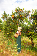 A young black woman harvesting oranges in an orchard