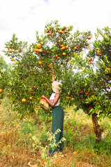 A young black woman harvesting oranges in an orchard
