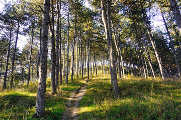 forest in autumn morning