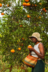 A young black woman harvesting oranges in an orchard