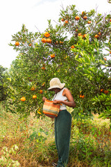 A young black woman harvesting oranges in an orchard