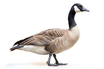 Geese isolated on a pure white background
