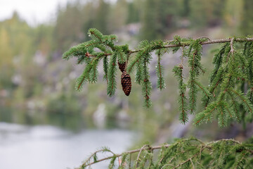 A fir cone on a branch after the rain, on a landscape background.