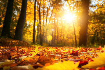 Sonnenstrahlen in Herbstwald