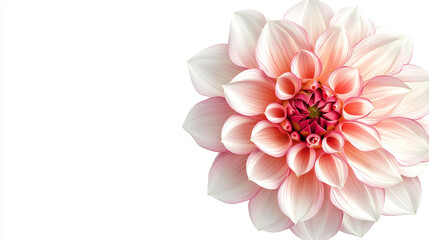 A close-up of a pink dahlia flower against a white background, merged into a magical image.