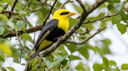 Naklejka premium A striking blue-crested blackbird rests atop a tree trunk, surrounded by lush greenery in a vibrant tropical rainforest, showcasing the beauty of wildlife in its natural habitat