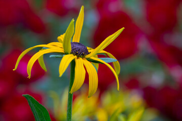 Vibrant, yellow coneflower - also known as Rudbeckia or Black Eyed Susan - against a soft focus background of roses in summertime
