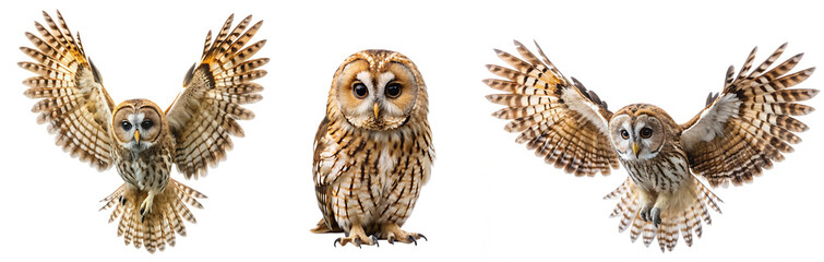Set of tawny owl on transparent background