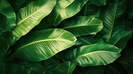 Fresh green background with tropical leaves, giving a lively and energetic vibe to your content